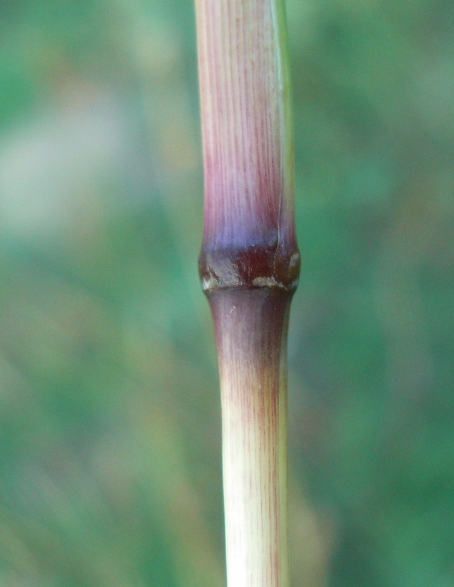 Bothriochloa ischaemum / Barboncino digitato